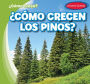 ¿Cómo crecen los pinos? (How Do Pine Trees Grow?)