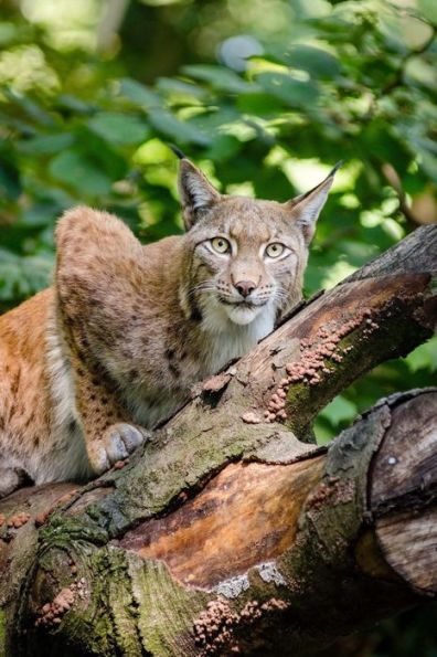 Lynx in the Wild Big Cat Journal: 150 Page Lined Notebook/Diary