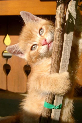 Climbing Orange Tabby Kitten Journal 150 Page Lined Notebook