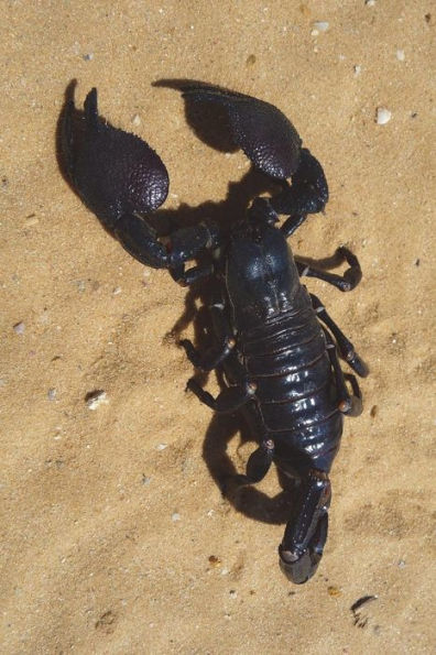 Emperor Scorpion (Pandinus Imperator) in Accra Ghana Journal: 150 page lined notebook/diary