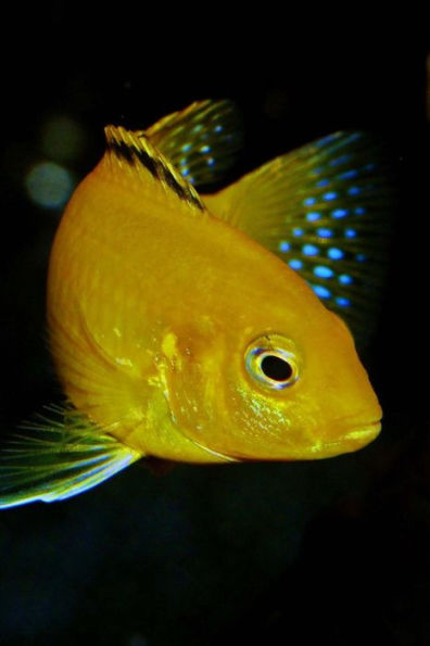 African Cichlid Fish (Julidochromis Transcriptus) Journal: 150 page lined notebook/diary