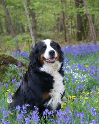 Bernese Mountain Dog Artified Pets Journal Notebook Diary 8 By