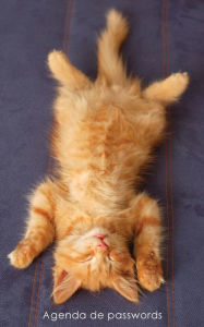 Title: Agenda de passwords: Agenda para endereï¿½os electrï¿½nicos e passwords - Capa gatinho ruivo a relaxar, Author: Coisas Realmente ïteis