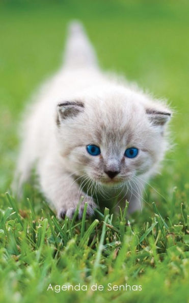 Agenda de Senhas: Agenda para endereï¿½os eletrï¿½nicos e senhas: Capa gatinho de olhos azuis - Portuguï¿½s (Brasil)