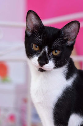 Such A Pretty Black And White Domestic Shorthair Cat Pet Journal