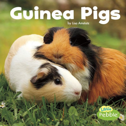Guinea Pigs By Lisa J Amstutz Paperback Barnes Noble