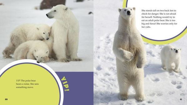 A Day in the Life of a Polar Bear: A 4D Book