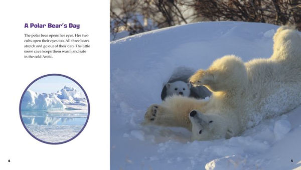 A Day in the Life of a Polar Bear: A 4D Book