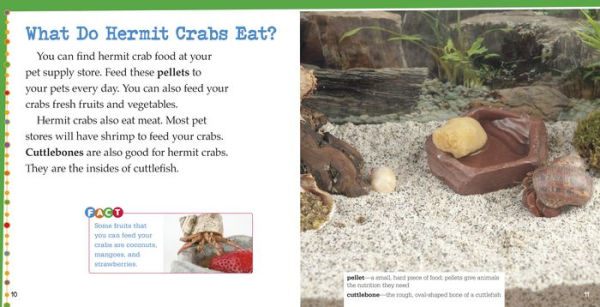 Caring for Hermit Crabs: A 4D Book