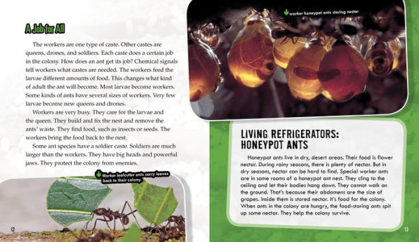 Ants: Secrets of Their Cooperative Colonies