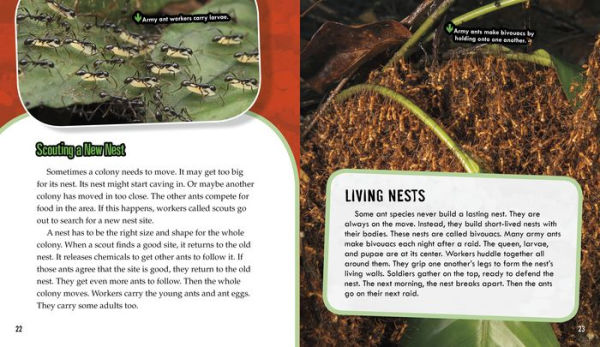 Ants: Secrets of Their Cooperative Colonies