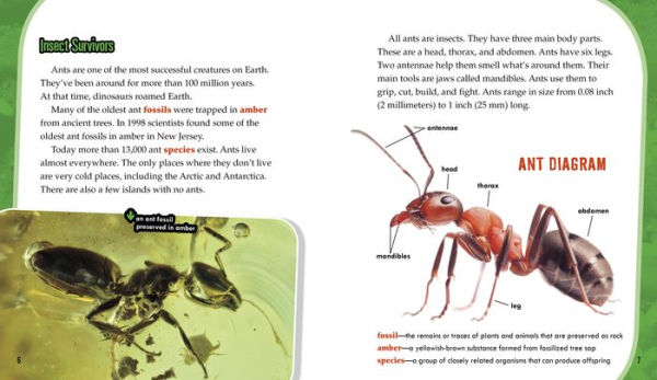 Ants: Secrets of Their Cooperative Colonies
