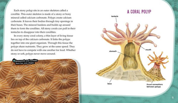 Corals: Secrets of Their Reef-Making Colonies