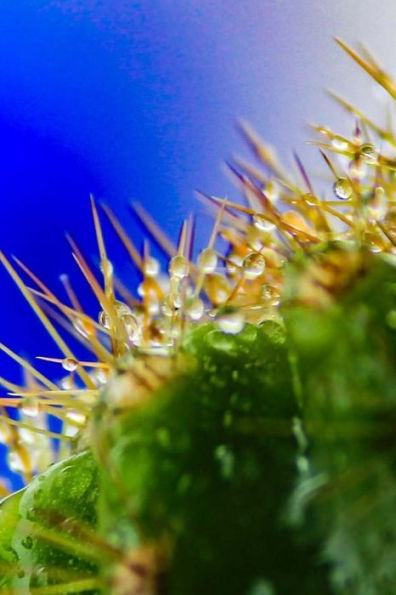 Cactus Growing