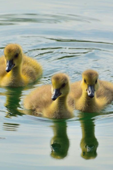 Adorable Yellow Baby Canada Goose Goslings Swimming on a Lake Journal: 150 Page Lined Notebook/Diary