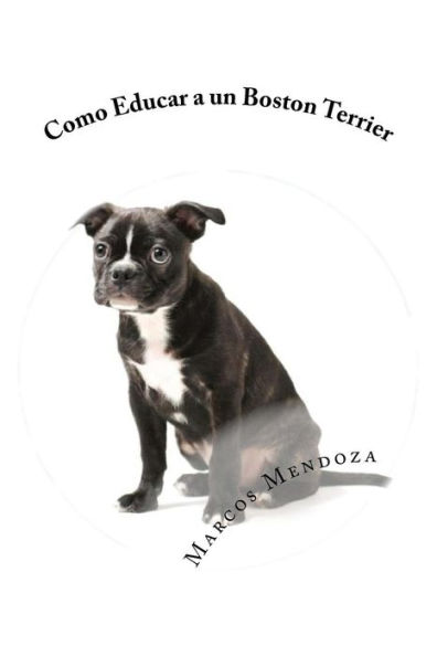 Como Educar a un Boston Terrier