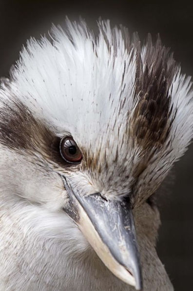 Extreme Close-Up of a Kookaburra Australia Bird Journal: 150 Page Lined Notebook/Diary