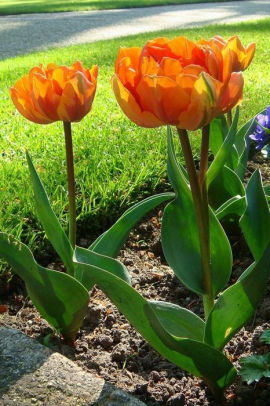 Orange Tulips Spring Flowers In Holland Landscape Journal 150 Page Lined Notebookdiarypaperback - 