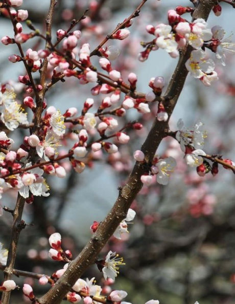 Apricot Tree