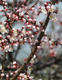 Apricot Tree