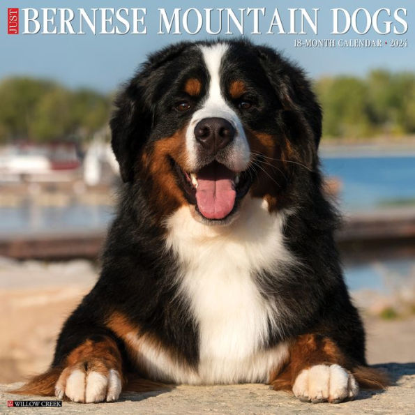 Just Bernese Mountain Dog 2024 12" x 12" Wall Calendar