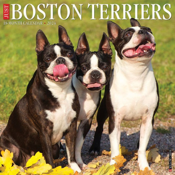 Just Boston Terriers 2024 12" x 12" Wall Calendar
