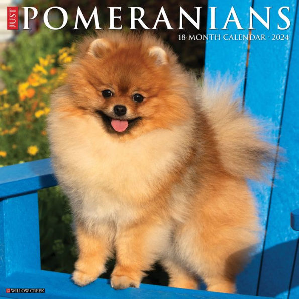 Just Pomeranians 2024 12" x 12" Wall Calendar