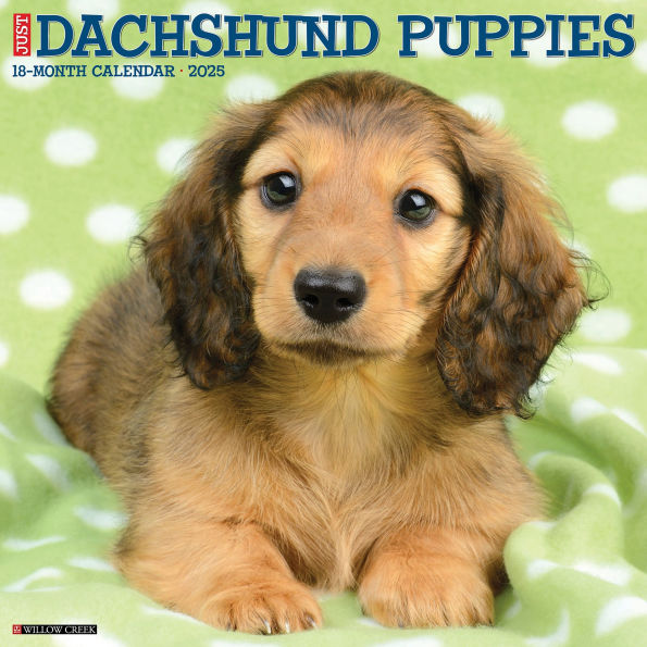 Dachshund Puppies 2026 12 X 12 Wall Calendar by Willow Creek Press