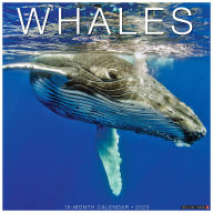 Title: Whales 2026 12 X 12 Wall Calendar, Author: Willow Creek Press