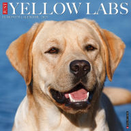 Title: Yellow Labs 2026 12 X 12 Wall Calendar, Author: Willow Creek Press