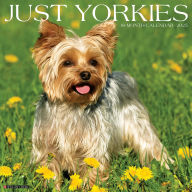Title: Yorkies 2026 12 X 12 Wall Calendar, Author: Willow Creek Press