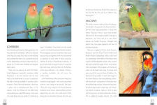 Alternative view 4 of The Parrot Companion: Caring for Parrots, Macaws, Budgies, Cockatiels and More