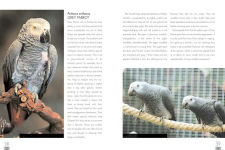 Alternative view 2 of The Parrot Companion: Caring for Parrots, Macaws, Budgies, Cockatiels and More