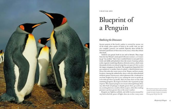 Penguins of the World