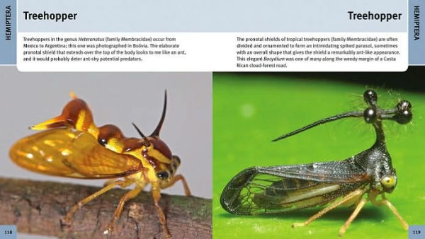 500 Insects: A Visual Reference