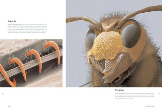 Amazing Insects Images Of Fascinating Creatures By