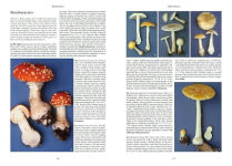 Alternative view 2 of Mushrooms and Other Fungi of North America