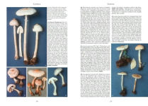 Alternative view 3 of Mushrooms and Other Fungi of North America