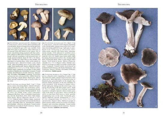 Mushrooms and Other Fungi of North America by Roger Phillips, Paperback ...