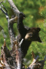 Alternative view 2 of Black Bears: A Natural History