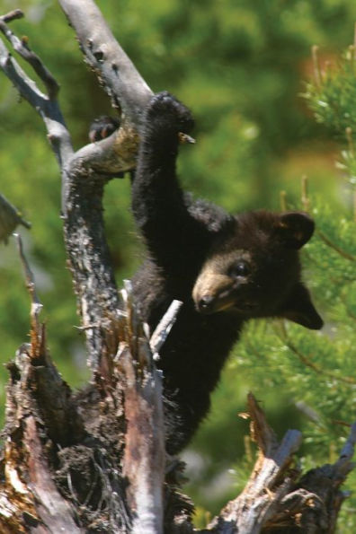 Black Bears: A Natural History