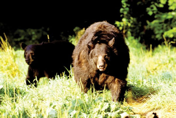 Black Bears: A Natural History