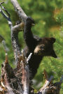 Alternative view 9 of Black Bears: A Natural History