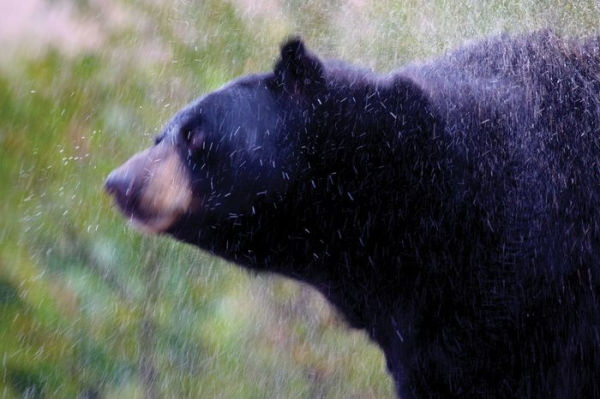 Black Bears: A Natural History