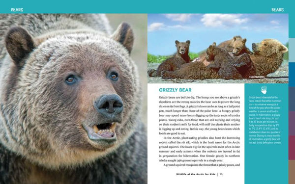 Wildlife of the Arctic for Kids