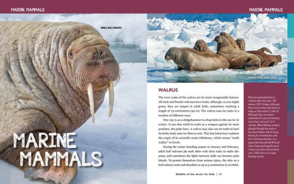 Wildlife of the Arctic for Kids