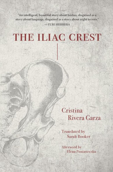 The Iliac Crest