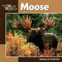 Moose