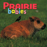 Title: Prairie Babies, Author: Kristen McCurry