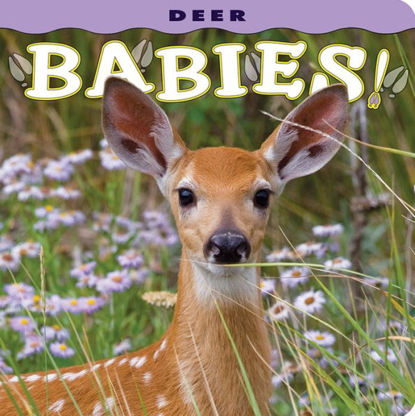 Deer Babies